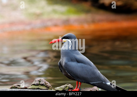 Inca Tern- Larosterna inca Foto Stock