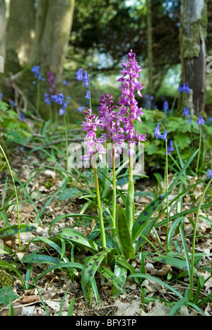 ORCHIS MASCULA; precoce orchidee viola Foto Stock