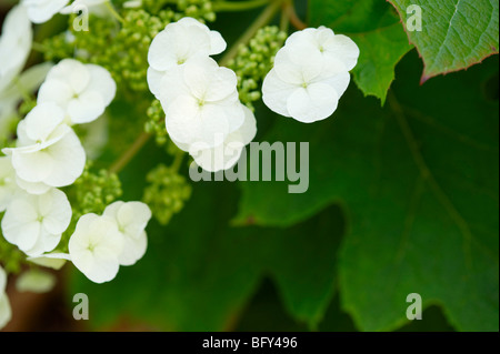 CLOSE UP di bianco fiori di ortensie Foto Stock