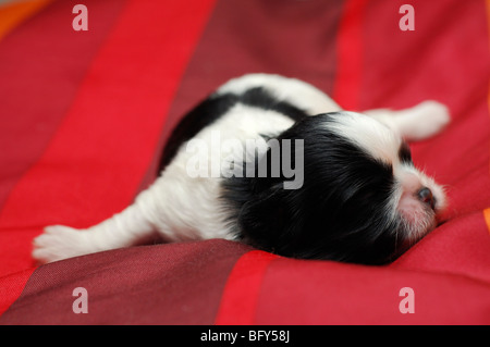 Shih-tzu cane cucciolo sette giorni dormendo Foto Stock