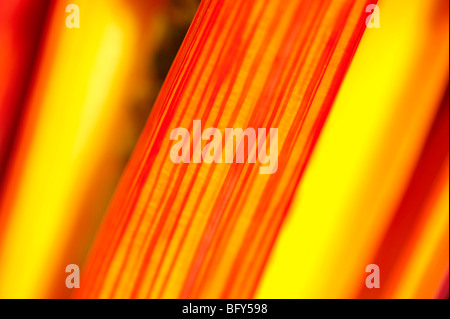 Bieta "luci luminose' Foto Stock