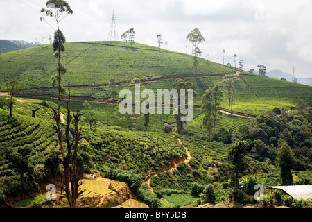 Paesaggio di campi di tè, vicino a Nuwara Eliya, in Sri Lanka. Foto Stock
