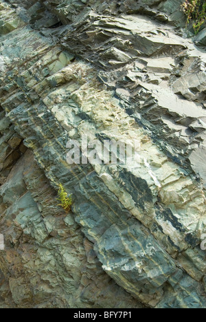 Pumpellyite e clorito di strati ricchi si alternano con epidoto-ricca di bande di Baia Avacha, Kamchatka, Russia Foto Stock