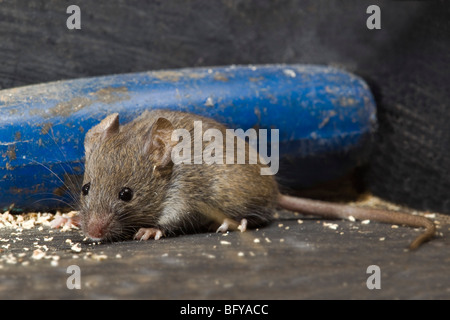 Casa mouse; Mus musculus; nel capannone Foto Stock