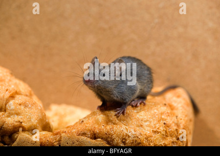 Casa mouse; Mus musculus; sul filone di pane Foto Stock