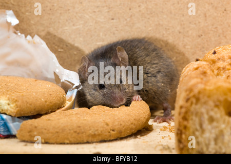 Casa mouse; Mus musculus; mangiare un biscotto Foto Stock