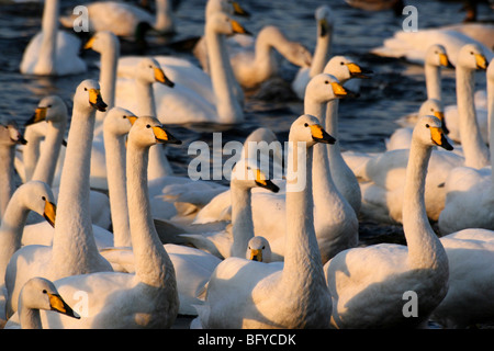 Whooper cigni Cygnus cygnus al tempo di alimentazione a Martin mera WWT, LANCASHIRE REGNO UNITO Foto Stock