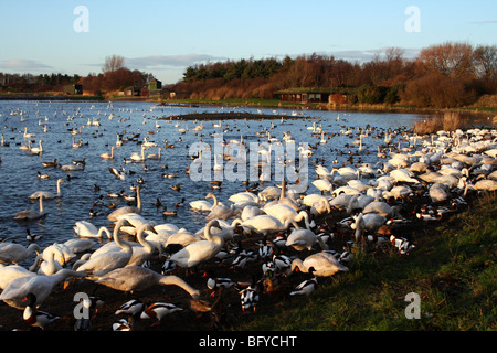 Whooper cigni Cygnus cygnus al tempo di alimentazione a Martin mera WWT, LANCASHIRE REGNO UNITO Foto Stock