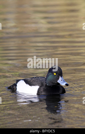 Maschio di Moretta Aythya fuligula nuotare in acqua a Martin mera WWT, LANCASHIRE REGNO UNITO Foto Stock