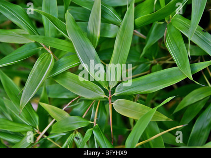 Foglie di bambù Foto Stock