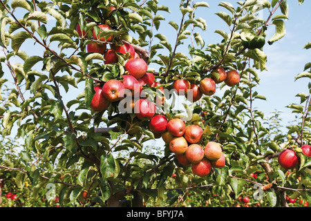 Meleto mele rosse sulla struttura ad albero Foto Stock
