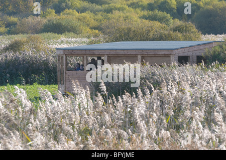 Isola nascondi a Titchwell RSPB riserva, Norfolk. Foto Stock