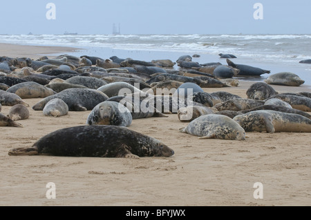 Atlantico guarnizione grigia Halichoerus grypus colonia di allevamento sul Humber Estuary al Donna Nook Lincolnshire. Foto Stock