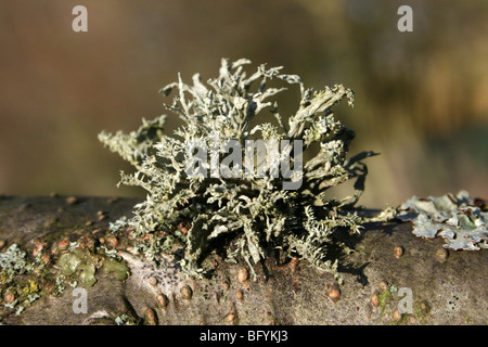 Fascetta Fruticose Lichen Evernia prunastri prese a Martin mera WWT, Lancashire, Regno Unito Foto Stock