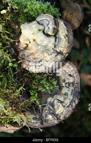 Staffa bitorzoluto Trametes gibbosa prese a Martin mera WWT, Lancashire, Regno Unito Foto Stock