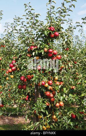 Meleto mele rosse sulla struttura ad albero Foto Stock