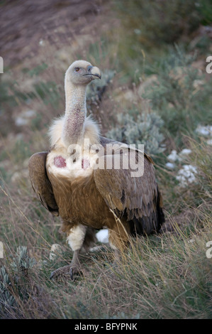 Grifone Gyps fulvus adulto. Pirenei catalani, Spagna. Foto Stock