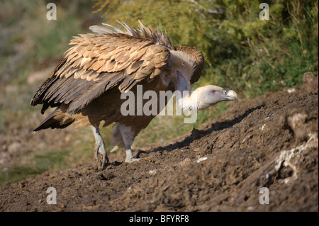 Grifone Gyps fulvus adulto. Pirenei catalani, Spagna. Foto Stock