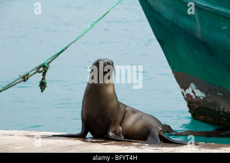 Sea Lion seduto accanto a in barca nelle isole Galapagos Foto Stock