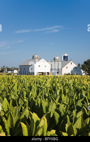 Coltura di tabacco avvicina il raccolto su una fattoria Amish in Lancaster County, Pennsylvania Foto Stock