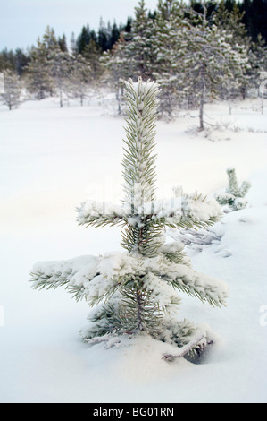 Piccola coperta di neve abete cresce nella foresta nel mezzo del cumulo di neve. È in Siberia. Foto Stock