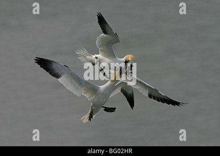 2 sule stanno lottando per la nidificazione di materiale in volo. RSPB Bempton Cliffs Foto Stock