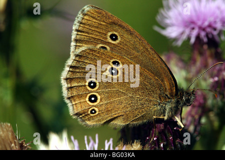 Ringlet Butterfly Aphantopus hyperantus famiglia Nymphalidae Lepidoptera dei pascoli simile al prato farfalla marrone Foto Stock