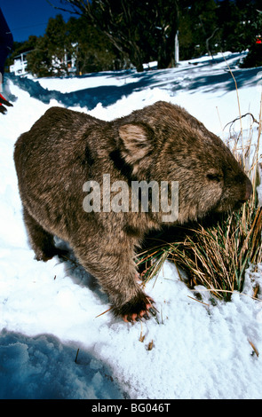Wombat nella neve, Australia Foto Stock