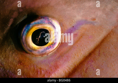 Baldchin groper fish eye Australia Foto Stock