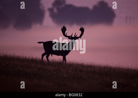 Daini (Dama Dama), feste di addio al celibato contro un sfondo nebbioso. Foto Stock