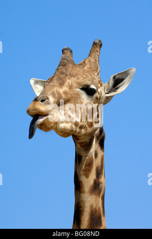 Ritratto di West African Giraffe, Niger giraffa o giraffa nigeriana (Giraffa camelopardalis peralta) con la lingua di fuori Ruminating Foto Stock