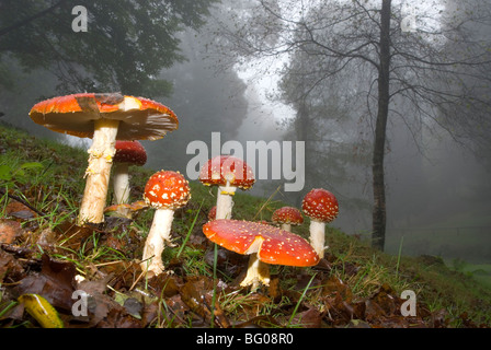 Gruppo di fly agaric o volare toadstools amanita (amanita muscaria) Foto Stock