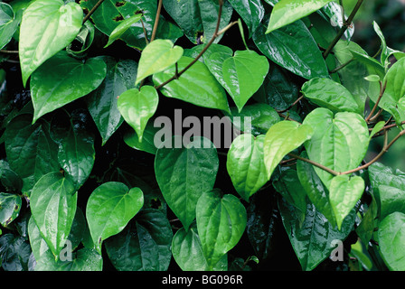 Betel foglie di vite (Piper betle), la famiglia Piperaceae valutati sia come un leggero stimolante e per le sue proprietà medicinali, India Foto Stock