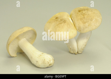 Chiesa di San Giorgio il fungo (Calocybe gambosa), funghi, studio immagine. Foto Stock