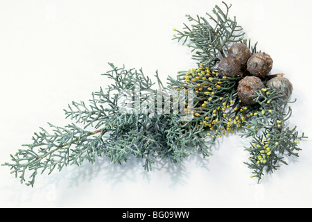 Cipresso mediterraneo, Italiano cipresso (Cupressus sempervirens), ramoscello con coni, studio immagine. Foto Stock