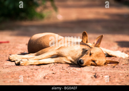 Dogs addormentato sul percorso Foto Stock