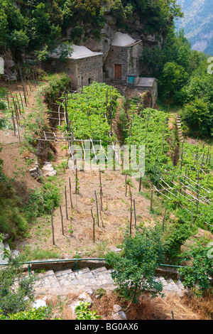 Vigneti di Amalfi nelle alte montagne della costiera amalfitana intervallo Foto Stock