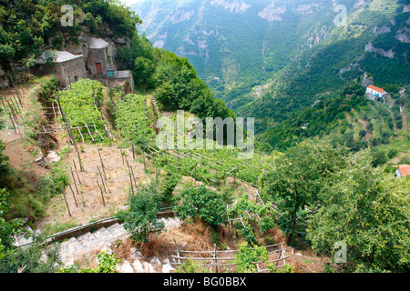 Vigneti di Amalfi nelle alte montagne della costiera amalfitana intervallo Foto Stock