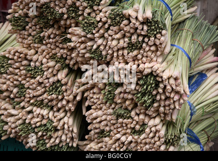 La citronella, usato in cucina come pure per disintossicare il fegato, rene, vescica e apparato digerente eridurre il colesterolo Foto Stock