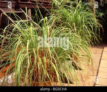 La citronella, usato in cucina e per disintossicare il fegato, rene, vescica e apparato digerente e di riduzione del colesterolo Foto Stock