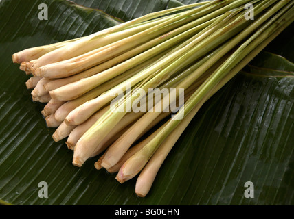 La citronella, usato in cucina e per disintossicare il fegato, rene, vescica e apparato digerente e di riduzione del colesterolo Foto Stock