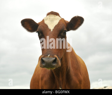 Mucca Ayreshire Foto Stock