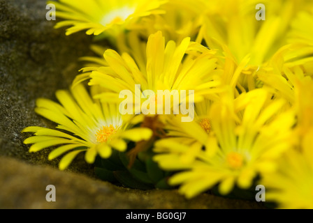 DELOSPERMA CONGESTUM PEPITA D'ORO HARDY IMPIANTO DI GHIACCIO Foto Stock