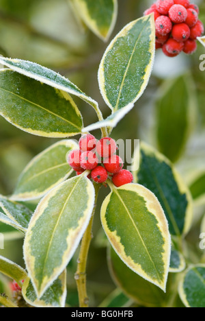 ILEX ALTACLERENSIS GOLDEN RE HOLLY Foto Stock