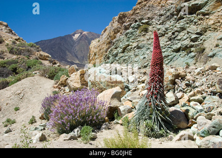 Red vipere bugloss (Echium wildpretii), con il Pico de Teide in background, Las Canadas, Tenerife, Isole Canarie, Spagna, Europa Foto Stock