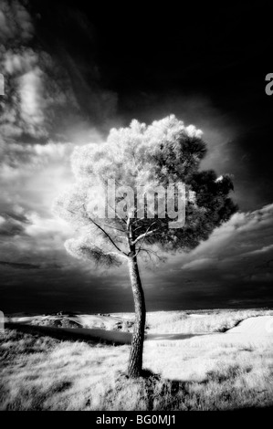 Infra Rosso immagine di un albero contro il buio del cielo della sera, nelle vicinanze di Pienza, Toscana, Italia, Europa Foto Stock