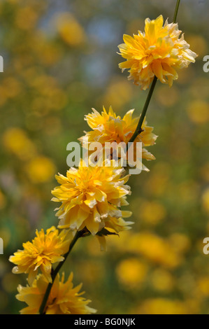 Gli ebrei malva (kerria japonica} Foto Stock