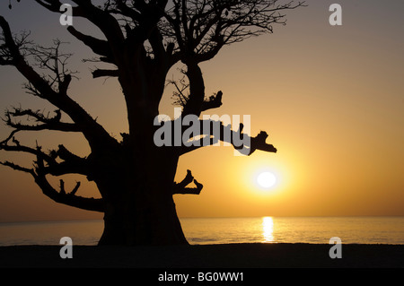Baobab, Sine Saloum Delta, Senegal, Africa occidentale, Africa Foto Stock