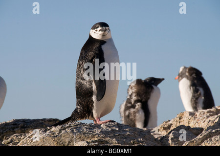 Pinguini Chinstrap, Gourdin Isola, Penisola Antartica, Antartide, regioni polari Foto Stock