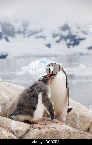 Pinguino Gentoo pulcino di alimentazione, Neko Harbour, Penisola Antartica, Antartide, regioni polari Foto Stock